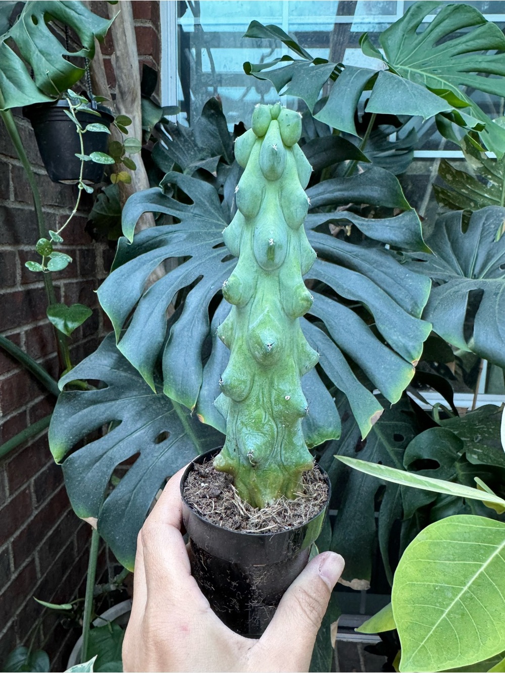 Boobie Cactus / Myrtillocactus Geometrizans v. Fukurokuryuzinboku 7-8”